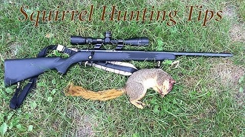 Best Squirrel Hunting Tips You Should Know