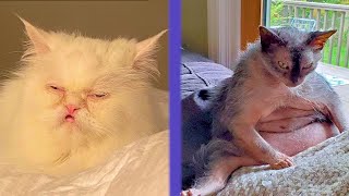 BEST DANK CAT MEMES COMPILATION OF 2021 PART 44 (Funny Cats) 