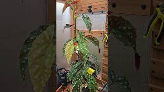🌞 Day 14 of growing a tropical jungle in Canada! 🇨🇦🌴 morning check-in! Let's take a gander! 👀🌱🍌