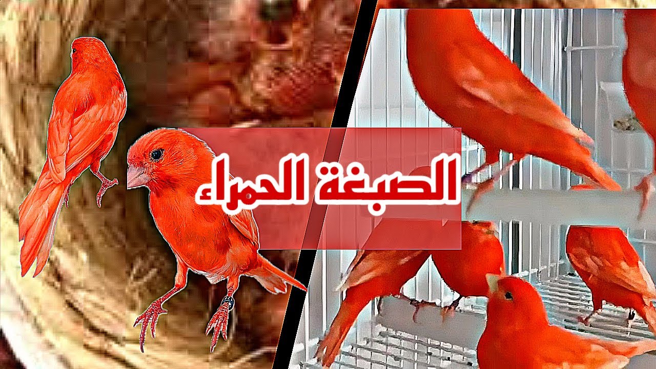 طريقة تقديم الصبغة الحمراء للكناري الأحمر