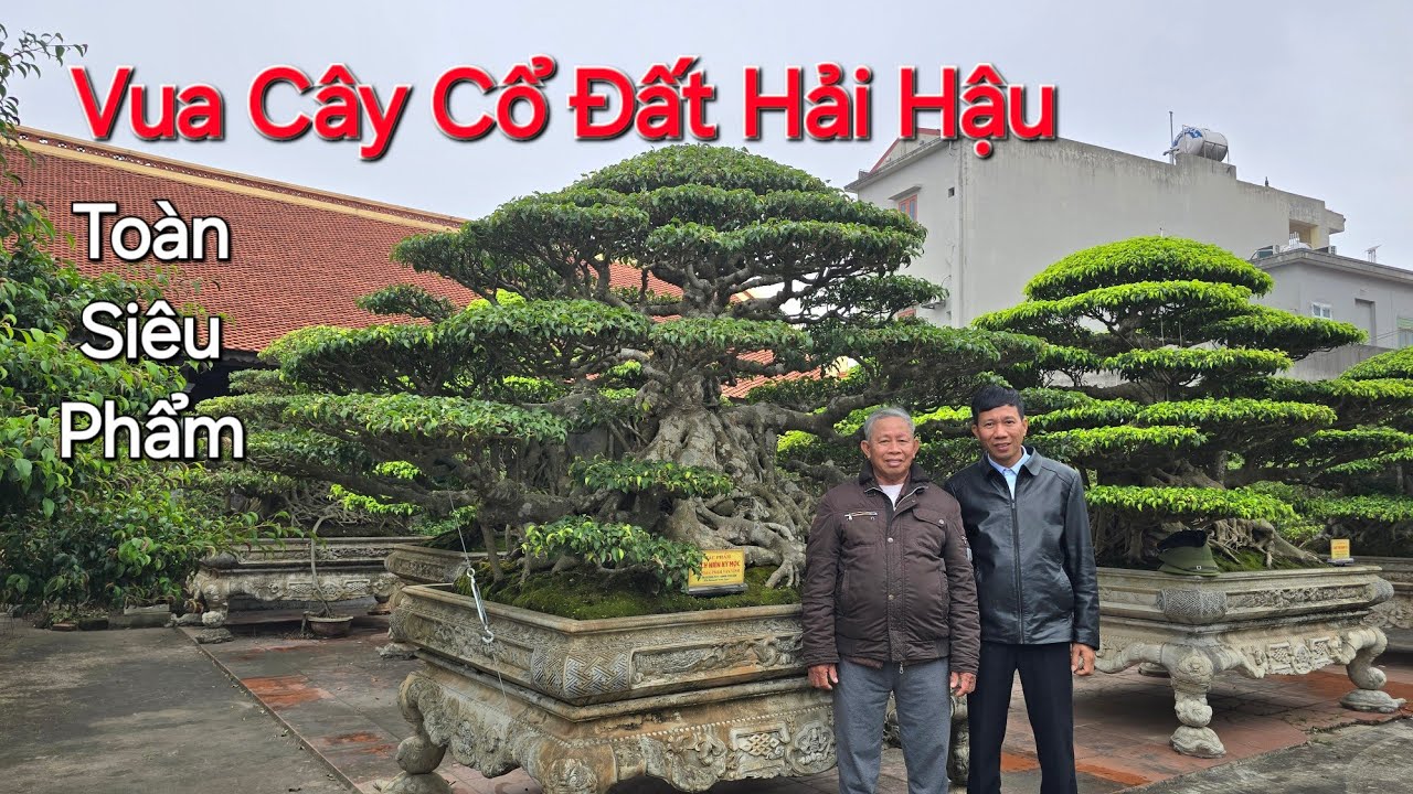 Những SIÊU PHẨM SANH CỔ trong NV bác VĨNH CÁM CÒ - Hải Hậu - khiến GIỚI CHƠI SỬNG SỐT .