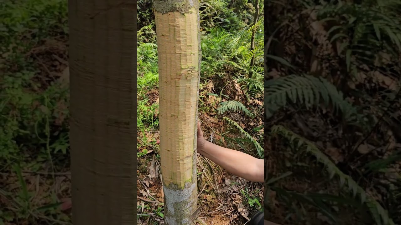 Cara panen Kayu manis yang jarang diketahui 