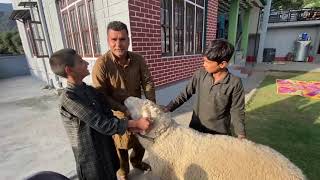 70 Kg plus weight Sheep (Rams) available for Qurbani sale in Kishtwar along with Sheeps & goats