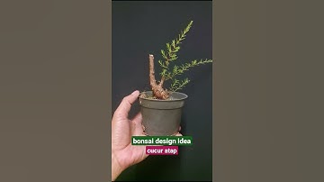 bonsai design idea
