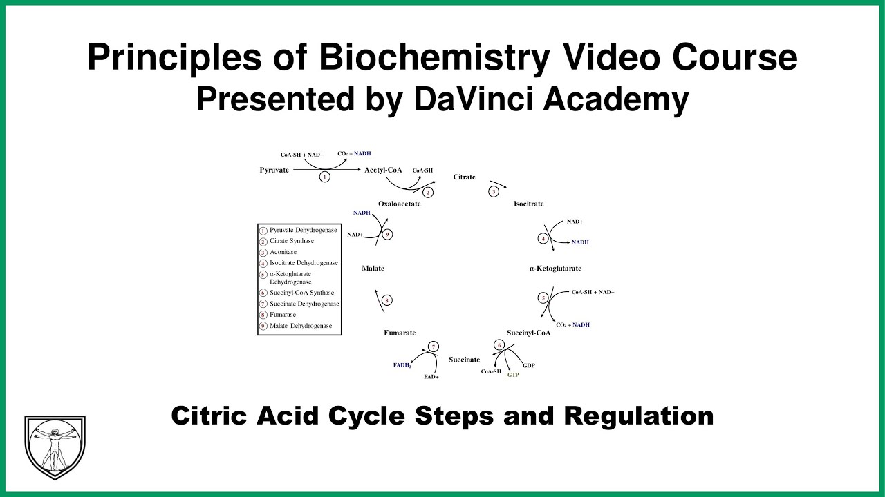 Citric Acid Cycle Steps and Regulation [Metabolism 2 of 21] - YouTube