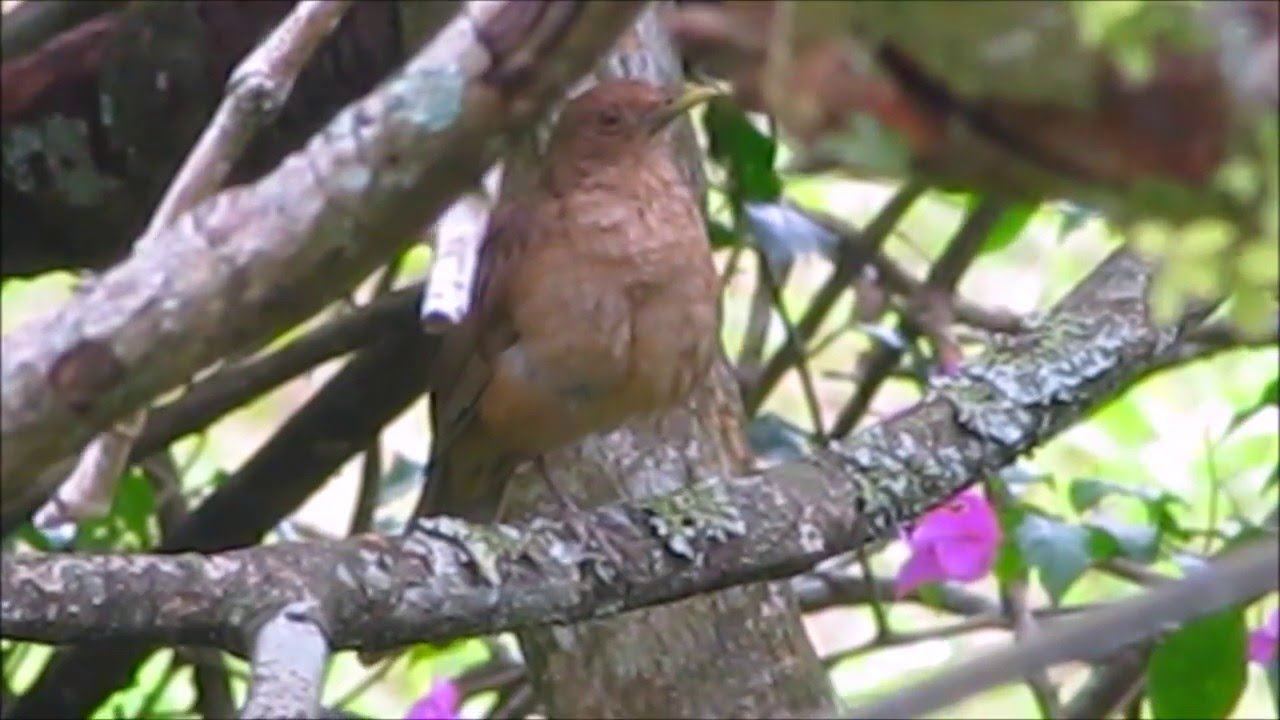 Canto de Yigüirro / Clay colored Thrush (Turdus grayi) 