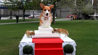 Corgis eat corgi wedding cake