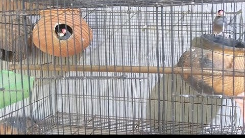 JAVA FINCHES NEST AND EGG  AND 5 BABY JAVA FINCHES