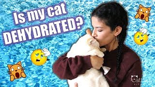 IS MY CAT DEHYDRATED? Here's how to tell (and what to do)!  Cat Lady Fitness