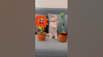 Cat Playing with Toys