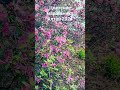 Удивительное время на Алтае- это цветение маральника #алтай2024 #чемал2024 #маральник