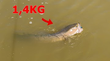 câu lure mồi cá sắt dính cá lóc đồng khủng 1kg4