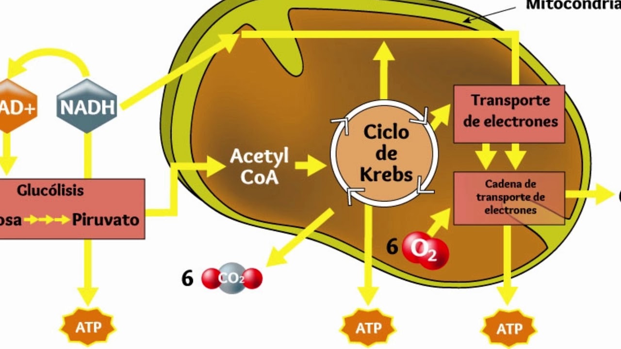 Fisiopatologia cetosis