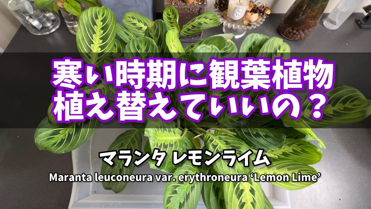 Is it okay to repot houseplants during the cold season