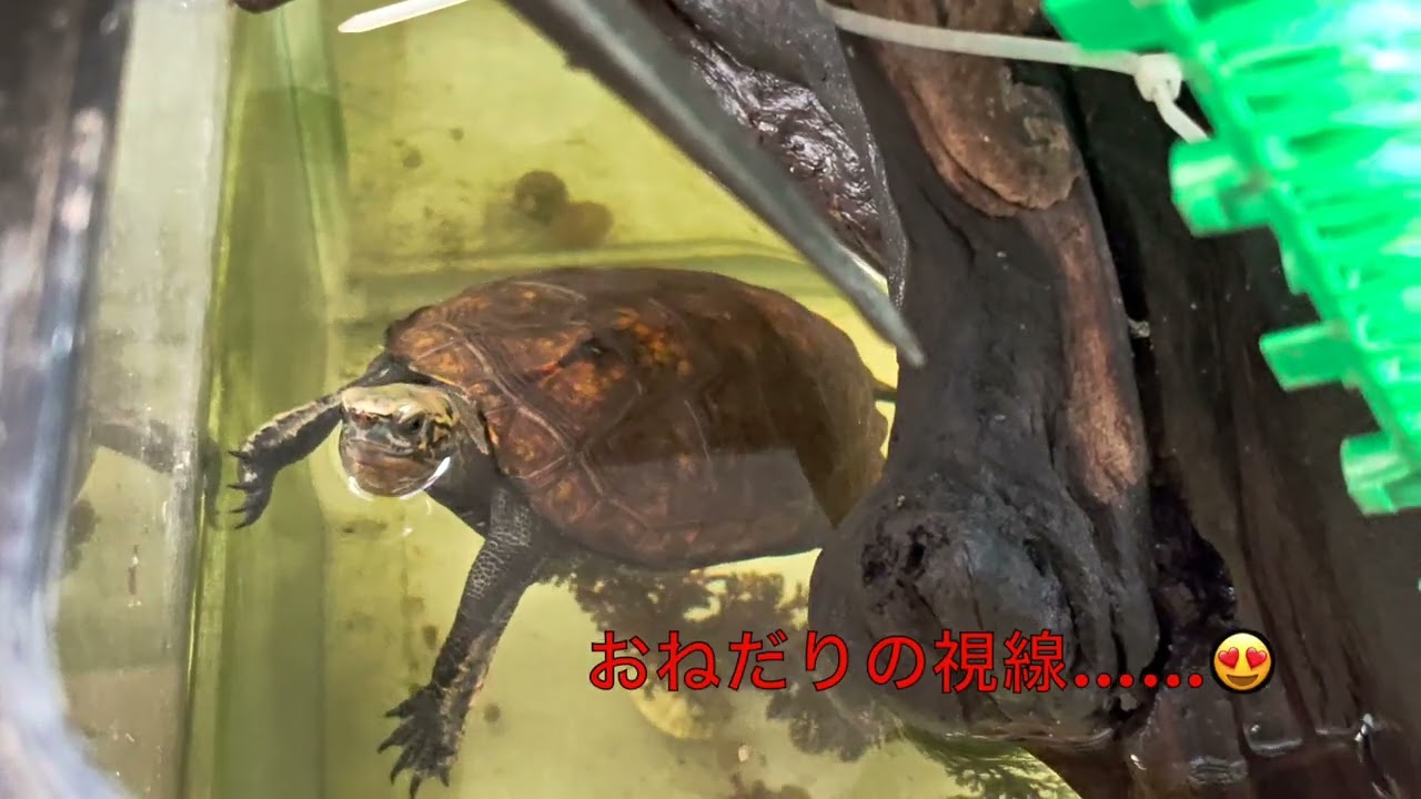 深い水深でバナナを食べる亀#ニホンイシガメ #亀観察 #turtlewatching#亀のおねだり目線