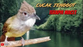 CUCAK JENGGOT, TERAPI MACET JJOOSS!!!