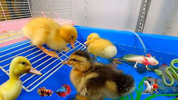 Tổng hợp các video cá cảnh đẹp, vịt con, bạch tuộc, cá lia thia, cá betta, cá chép koi, rắn