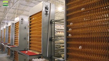 Chicken Farm Automatic Egg Collection System