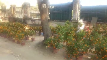 chợ Hoa Xuân tết 2025 Làng Quất tứ Liên Nhộn Nhịp