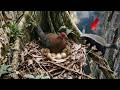 Siamese Fireback – 125 Days From Egg To Survivor