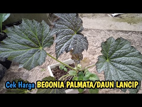 Video: Bunga begonia - hiasan rumah yang menawan