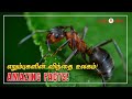      amazing facts  study of ants