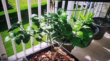 How to Grow Meyer Lemon Tree in Pot Part 1