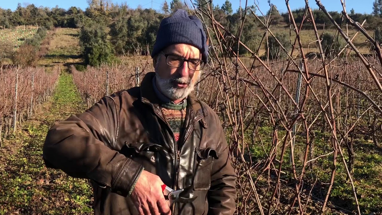 A Poda em Castas Tardias