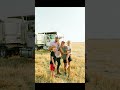 Really missin’ wheat cutting weather right about now….#shorts