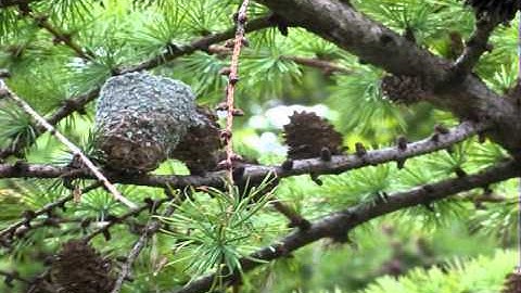 Nesting Ruby-throated Hummingbird