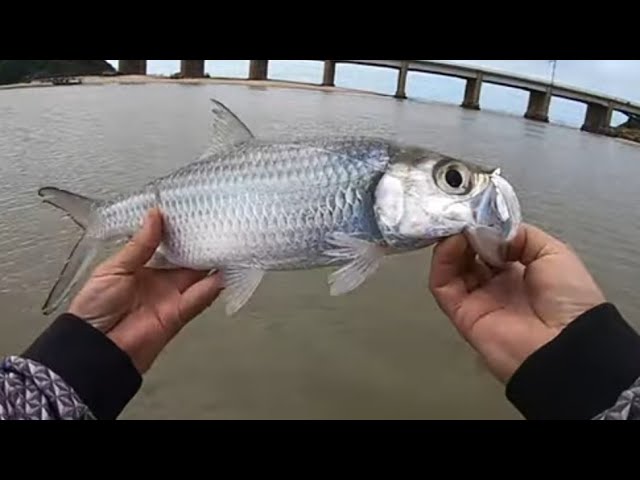 Exploring Umkomaas Estuary on a small boat-Kob & Tarpon 