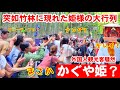 10/19(日)あの竹林で観光客騒然！突如現れた姫様の大行列【大混雑の嵐山竹林の小径 斎宮行列 野宮神社】
