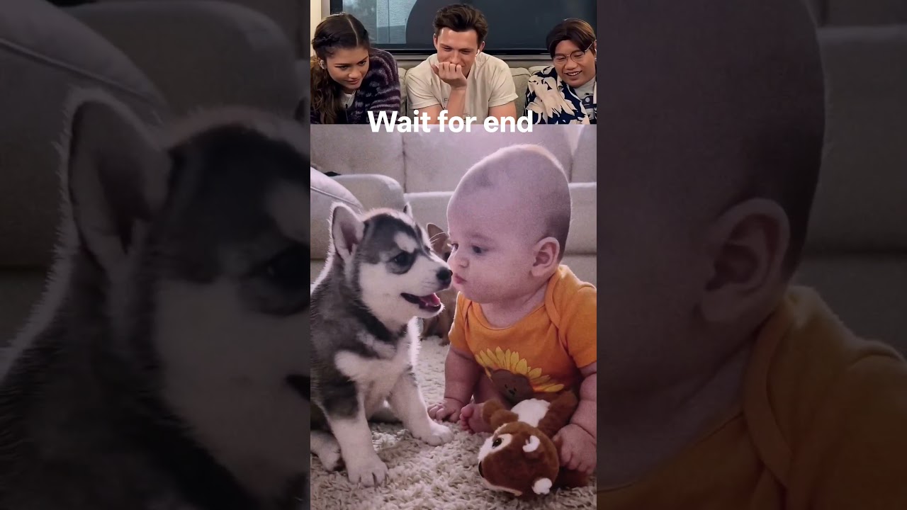 The Husky Barked... Baby Couldn't Believe It! 🤣🐶 #fun #funny #memes #petshub