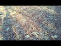 PheasantShort1
