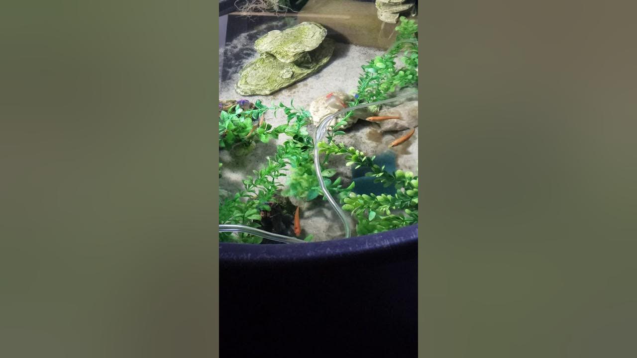 Rosy red minnows feeder fish as pets (pikabird ) YouTube