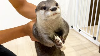 An otter complains about being held while eating, but continues to eat. [Otter life Day 554]