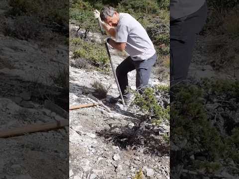 How To Collect A Yamadori From The Mine Bar Yamadori 
