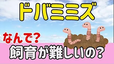 ドバミミズの天ぷら