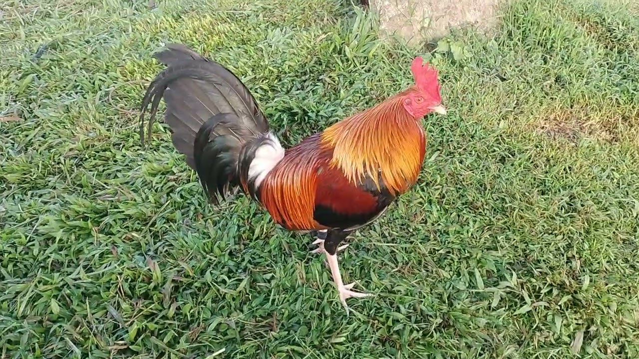 Straight comb side Boston Roundhead #LDT strain #sabongonlinetips #breeding #breeding