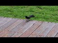 Willy wagtail angry (How willy wagtail bird gets angry)