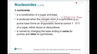 Chapter 17 - Nucleic acids and protein synthesis
