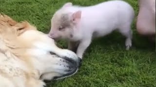 😍 AWW Animals SOO Cute! 😍 Cute Baby Animals Videos Compilation [Funny Pets]