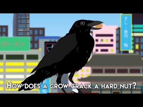 ⁣How to crack a hard nut like a Crow