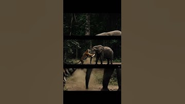 🐅 Tiger vs Elephant 🐘 | Epic Revenge Jungle Fight 🔥