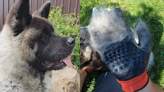 How much do Akitas shed? Watch us clean our 6 months old American Akitas fur by Misa & Kenzo the American Akitas 11,701 views 2 years ago 4 minutes, 48 seconds