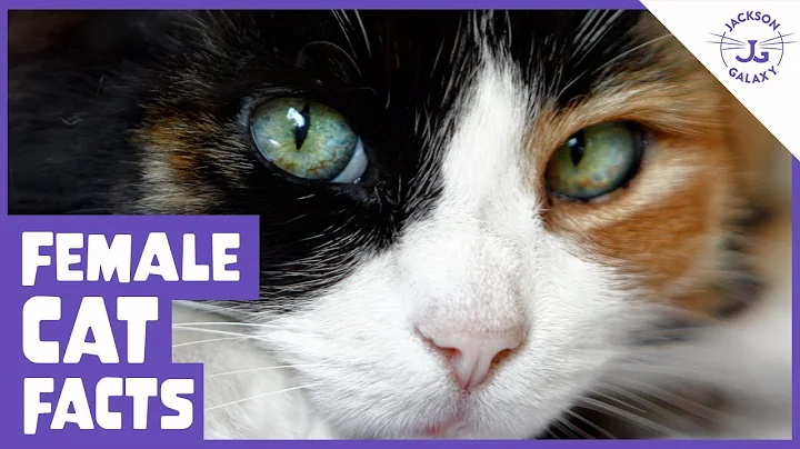 6 Facts About the Female Cat! - DayDayNews