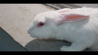 Лечение конъюнктивита у кроликов