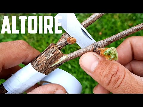 Video: Despicarea strugurilor pe viță de vie - Ce să faceți când coajele de struguri se deschid