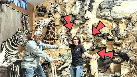 AMY'S ANIMAL ART TAXIDERMY! SUPER TALENTED Amy Rit...