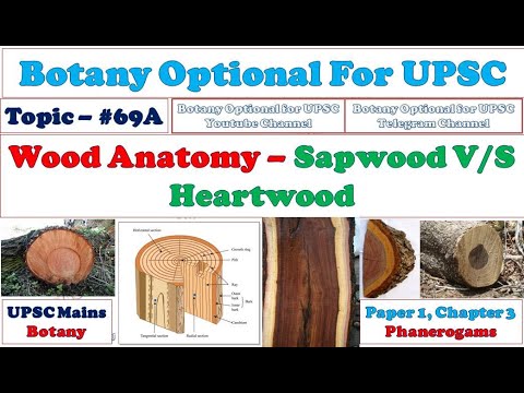 Sapwood and Heartwood: Difference Between Sapwood and Heartwood: Comparison: Functions of Sapwood